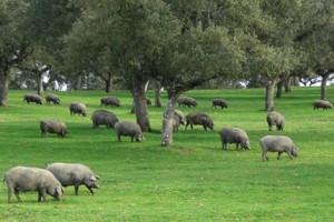 cerdos en montanera